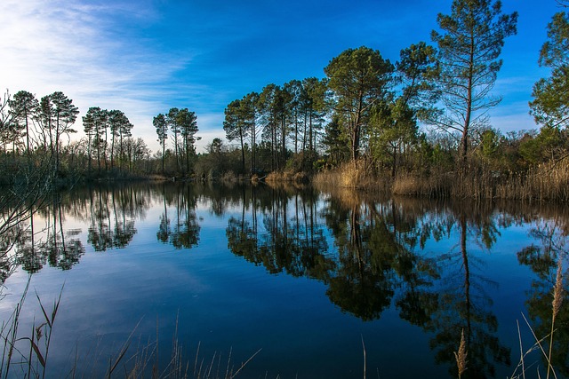 vue-foret-lac-bassin.jpg Vue paisible sur l’étendue de la forêt et un lac depuis les berges