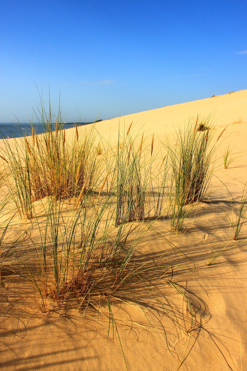 arbustes-pyla-sable.jpg Arbustes locaux sur la Dune du Pilat, mélange entre végétation et dunes sauvages